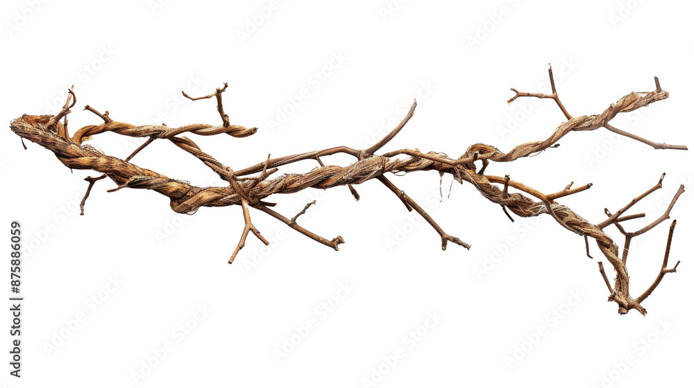 close up of Easter crown of branch on white background.png close up of Easter crown of branch on white background.png