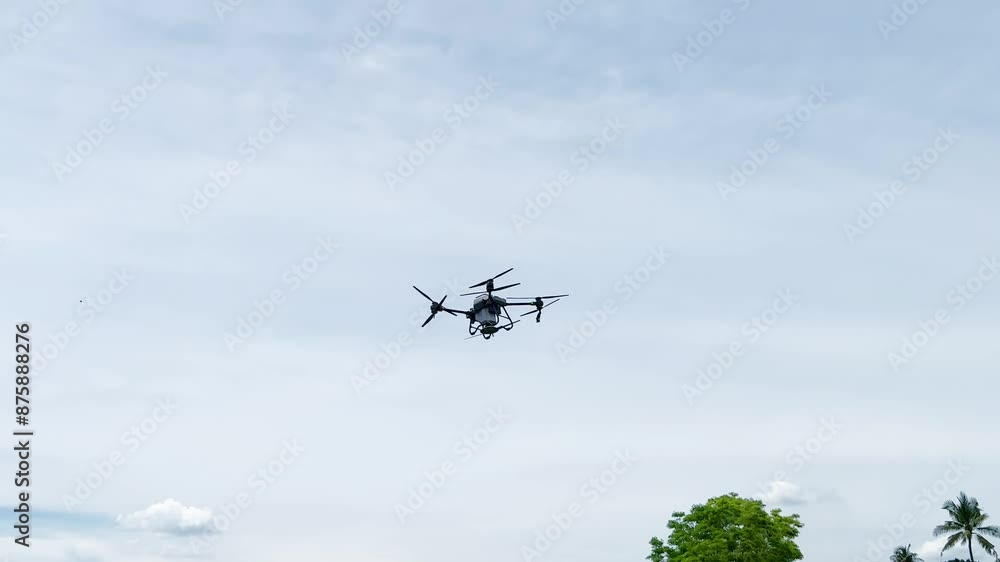 Agriculture drone fly to sprayed fertilizer on the sweet corn fields. Drone transporter.
