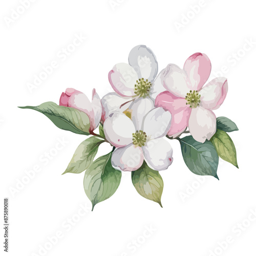 beautiful Watercolor flowers Dogwood Blossom. vector illustration