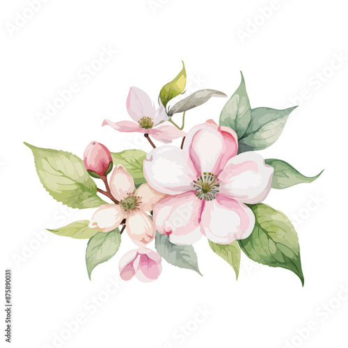 beautiful Watercolor flowers Dogwood Blossom. vector illustration