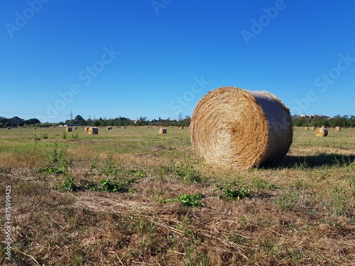 Round bales of hay in a field on a sunny summer day