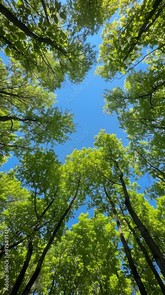 Looking up through the trees to the sky