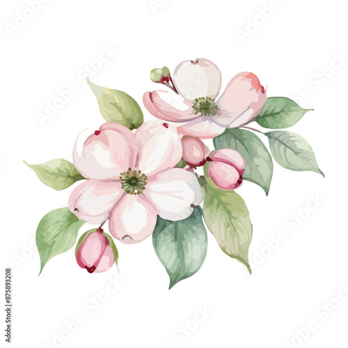 beautiful Watercolor flowers Dogwood Blossom. vector illustration