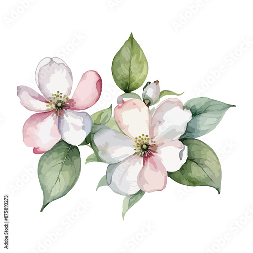 beautiful Watercolor flowers Dogwood Blossom. vector illustration