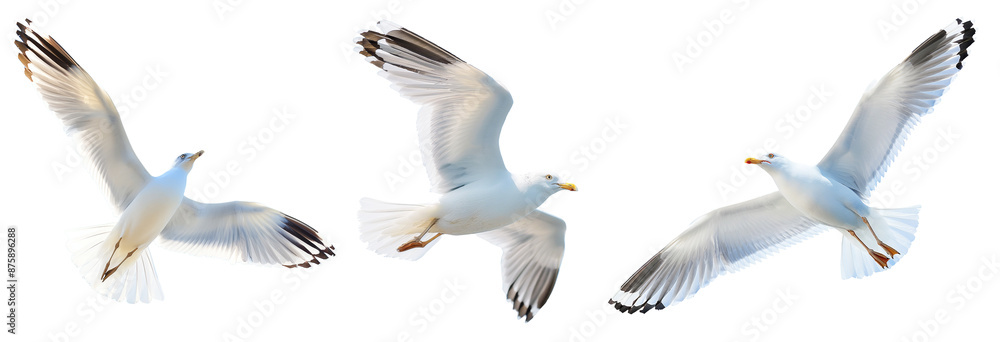 Obraz premium set of seagulls in flight, flying white birds cut out