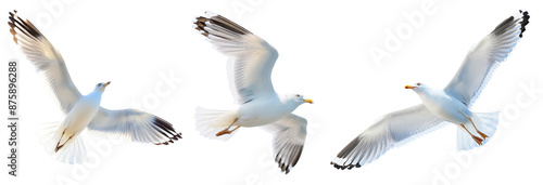set of seagulls in flight, flying white birds cut out
