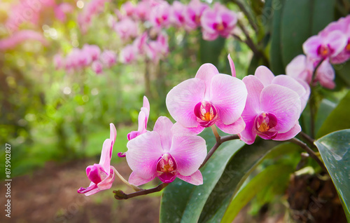 pink orchid flowers. Generative AI.