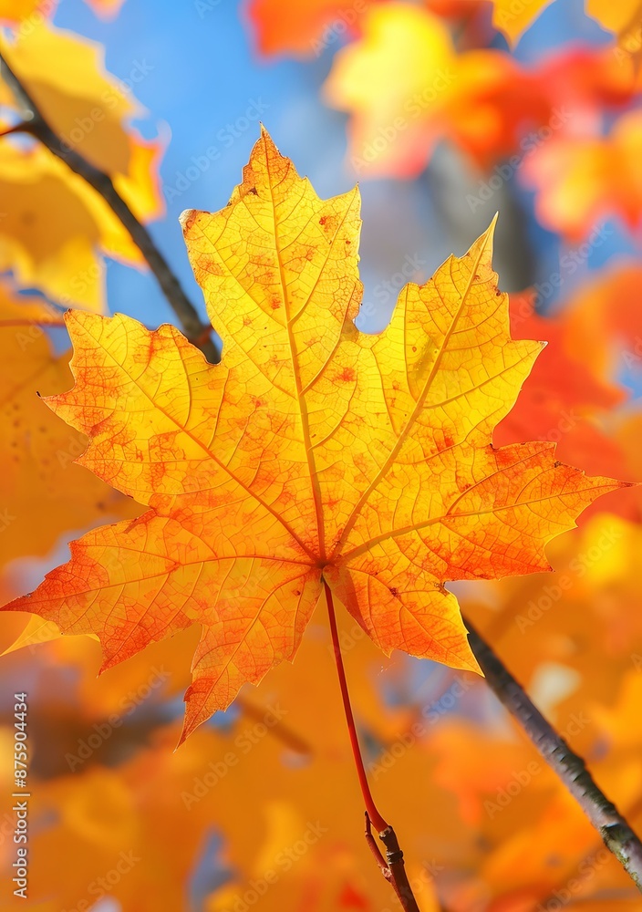 Obraz premium A Single Maple Leaf in Autumn
