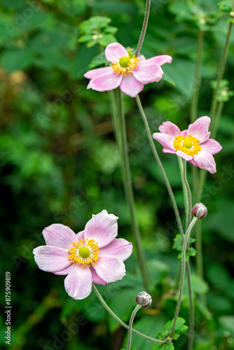 Pink anemone flower, buttercup windflowers, floral spring summer season, garden gardening  horticulture nature natural photo