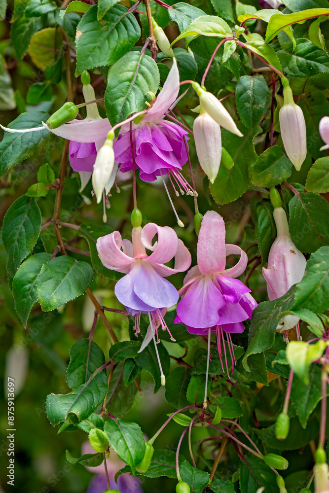 Fuchsia flowers shrub, pink purple red, garden gardening horticulture, hanging bell shaped tropical flower Fuchsia flowers shrub, pink purple red, garden gardening horticulture, hanging bell shaped tropical flower