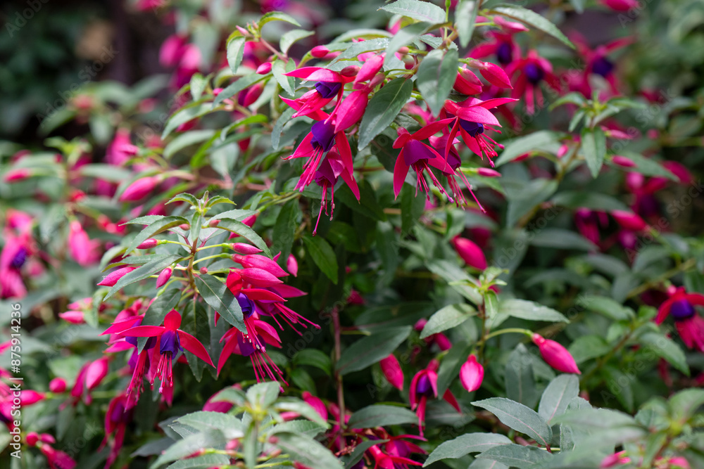 Fuchsia flowers shrub, pink purple red, garden gardening horticulture, hanging bell shaped tropical flower Fuchsia flowers shrub, pink purple red, garden gardening horticulture, hanging bell shaped tropical flower