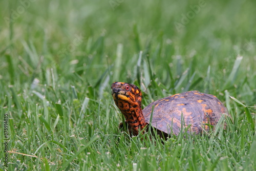 Common box turtle (Terrapene carolina) in a green meadow in the park photo