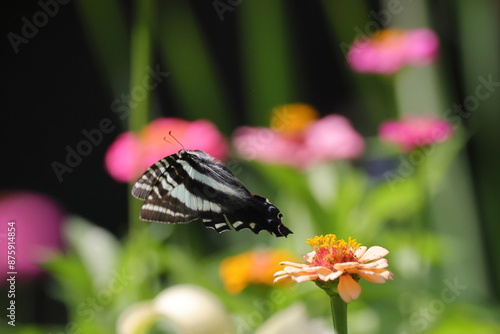 Closeup of a Zebra swallowtail ( Eurytides marcellus) flying over a zinnia flower photo