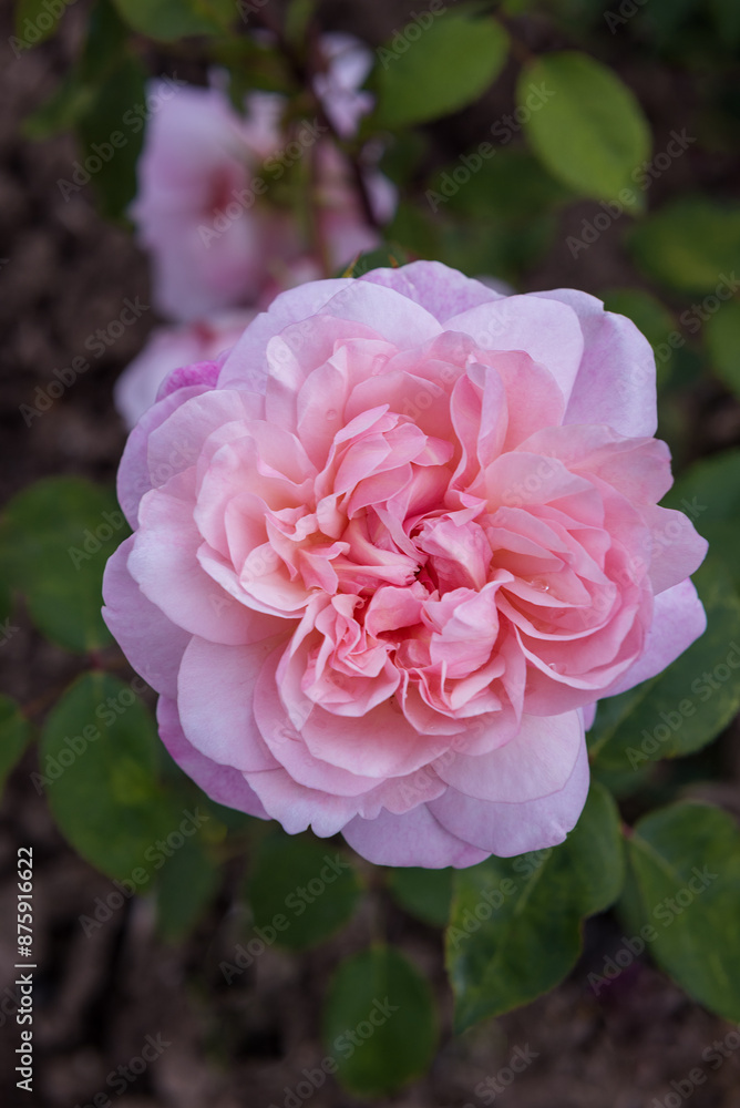 The floribunda well-blooming rose Hallo an Aachen The floribunda well-blooming rose Hallo an Aachen