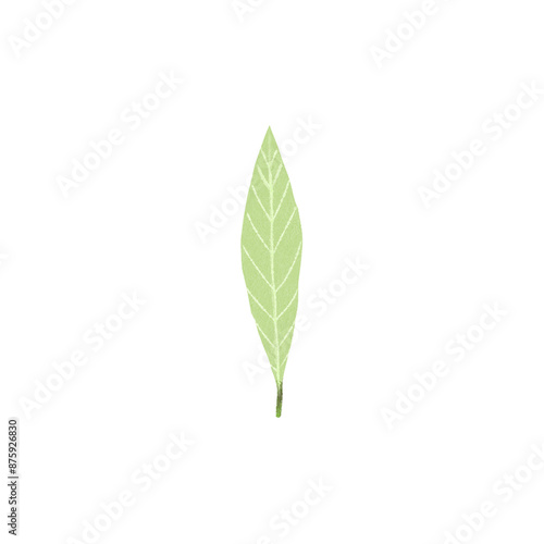 Leaves Watercolor.