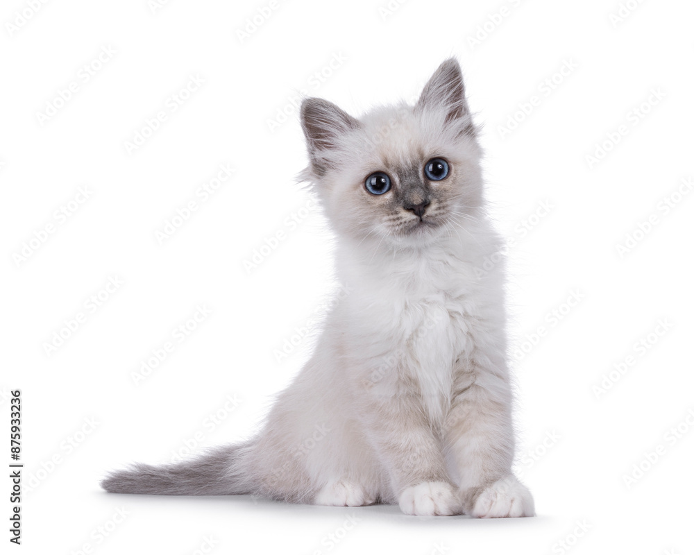 Cute fluffy Sacred Birman cat kitten, sitting up side ways. Looking beside camera. Isolated on a white background. Cute fluffy Sacred Birman cat kitten, sitting up side ways. Looking beside camera. Isolated on a white background.