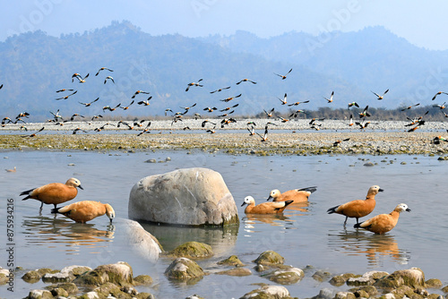  ruddy shelduck and country birds on flight in wetland, Kalesar village, Kalesar wildlife sanctuary, yamuna nagar, haryana, india