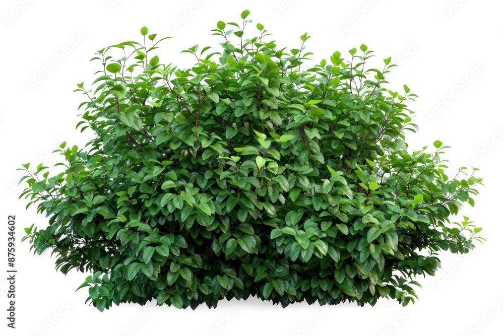 Fototapeta premium Lush Green Garden Bush