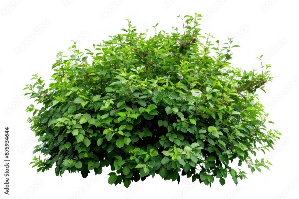 Fototapeta premium Lush Green Shrub Isolated on White