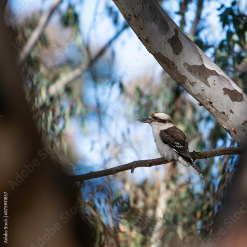Kookaburra sitting in an old gum tree