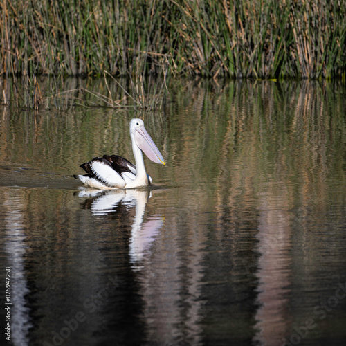Australian Pelican