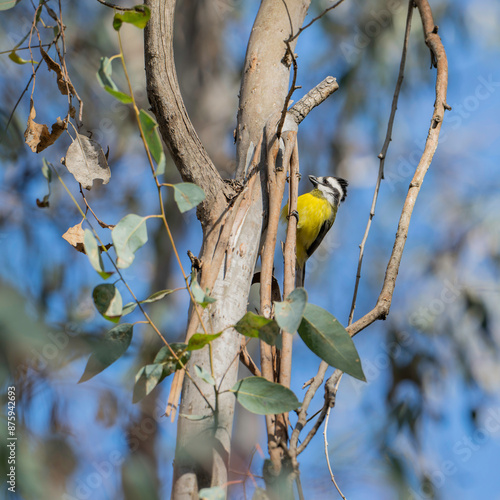 Eastern Shrike-Tit