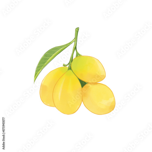 Watercolor Sweet Marian plum digital painting, thai southeast asia.
