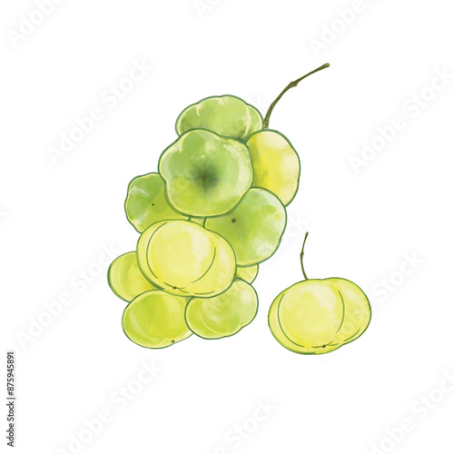 Star gooseberry watercolor illustration thai fruit