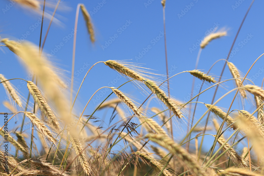 Obraz premium Ears of rye against the sky. Grain field, ears of grain close-up. Agricultural field of rye. Field on a sunny day. Background of ripening grains in a field. Harvest concept