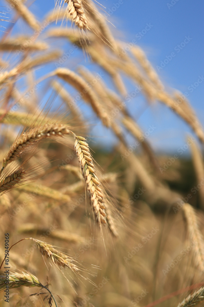 Ears of rye against the sky. Grain field, ears of grain close-up. Agricultural field of rye. Field on a sunny day. Background of ripening grains in a field. Harvest concept