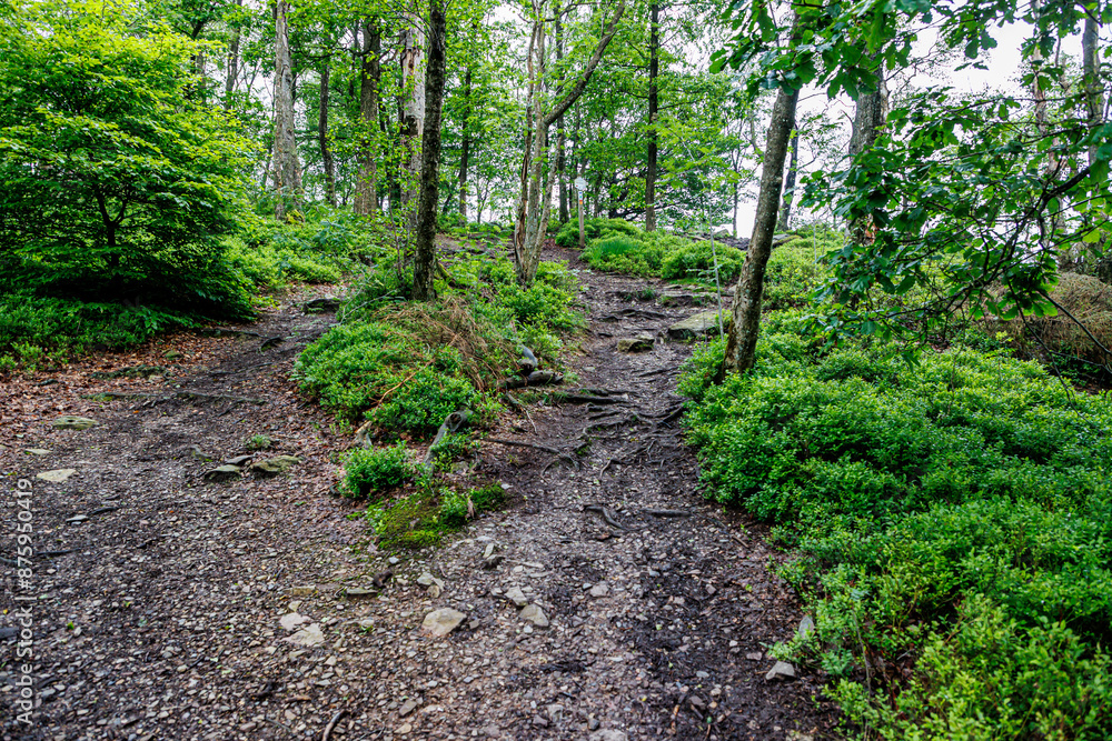 Mountainous slope with hiking trails between tree roots, wild vegetation and green trees in Warche valley, misty and blurry background, cold summer day in Waimes, Belgium Mountainous slope with hiking trails between tree roots, wild vegetation and green trees in Warche valley, misty and blurry background, cold summer day in Waimes, Belgium
