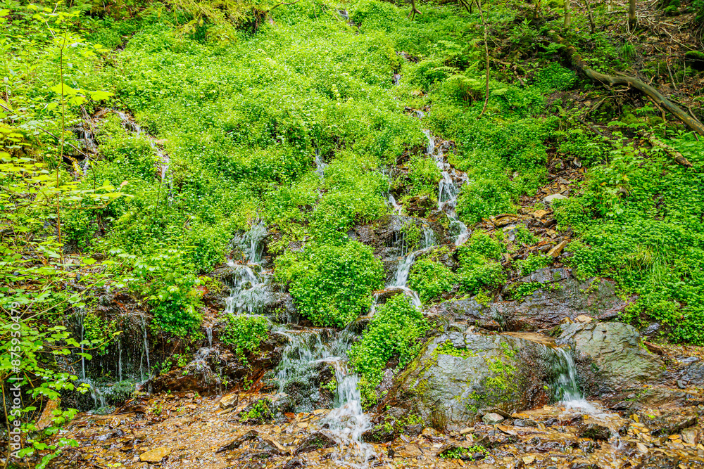 Obraz premium Small streams of water descending on slope of a mountain covered with wild vegetation, towards hiking trail, summer day in the Warche valley, cloudy day in Waimes, Belgium