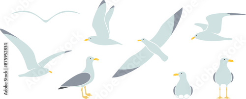 Seagull logo. Isolated seagull on white background. Bird