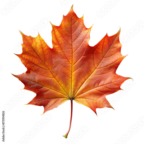 Wallpaper Mural A single dry maple leaf on isolated PNG background. Torontodigital.ca