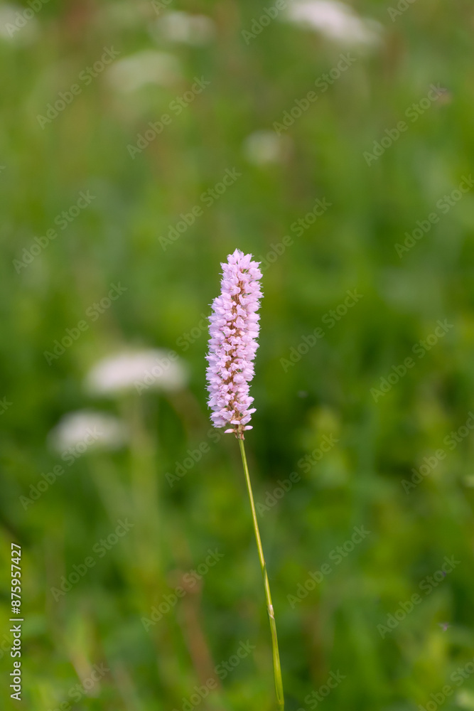 Beautiful flowers of Bistorta officinalis in the Tatra Mountains, Poland. bistort, common bistort, European bistort, meadow bistort Beautiful flowers of Bistorta officinalis in the Tatra Mountains, Poland. bistort, common bistort, European bistort, meadow bistort