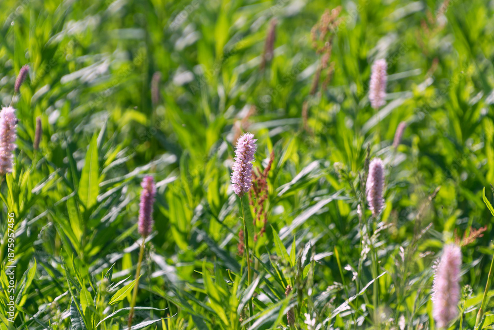 Beautiful flowers of Bistorta officinalis in the Tatra Mountains, Poland. bistort, common bistort, European bistort, meadow bistort Beautiful flowers of Bistorta officinalis in the Tatra Mountains, Poland. bistort, common bistort, European bistort, meadow bistort