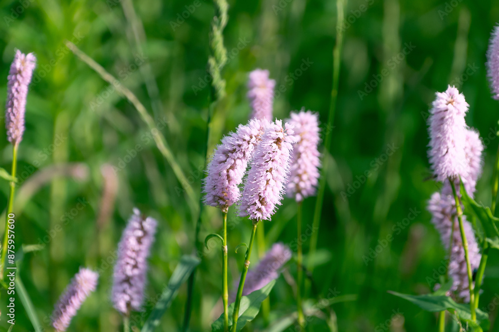 Beautiful flowers of Bistorta officinalis in the Tatra Mountains, Poland. bistort, common bistort, European bistort, meadow bistort Beautiful flowers of Bistorta officinalis in the Tatra Mountains, Poland. bistort, common bistort, European bistort, meadow bistort