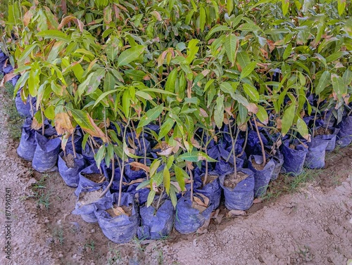 Small mango plants nursery seedlings, young mango trees horticulture, agriculture, saplings, mango cultivation, gardening, plant nursery, tropical plants closeup photo photo