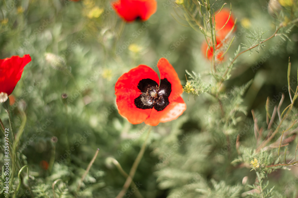 poppy field on countryside. Selective focus. poppy field on countryside. Selective focus.