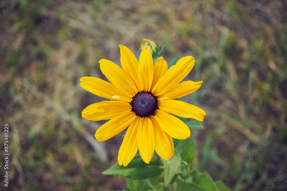 Rudbekia błyskotliwa Rudbekia błyskotliwa