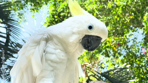 A cockatoo perched in a tropical setting, surrounded by lush greenery. The bird white feathers contrast with the vibrant foliage.