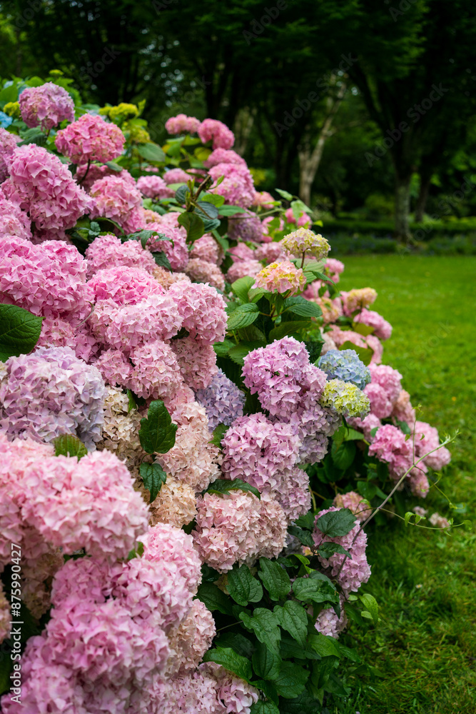 Hydrangea bushes in a park Hydrangea bushes in a park
