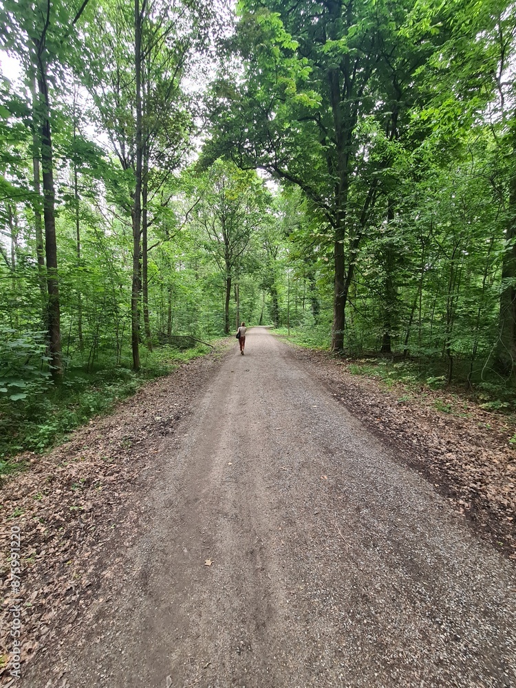 Naklejka premium ein Wanderpfad im Grünen von der Moritzburg zum Fasanschlösschen in Moritzburg, einem Ort in Sachsen - Deutschland