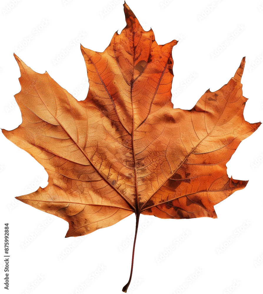 Obraz premium maple leaf Vector Image Transparent Background