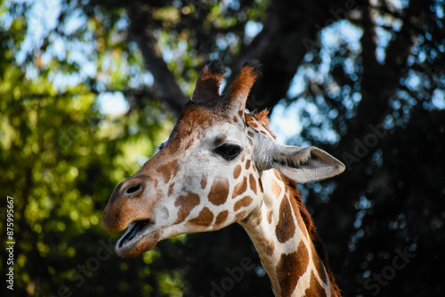 Photography giraffe in zoo