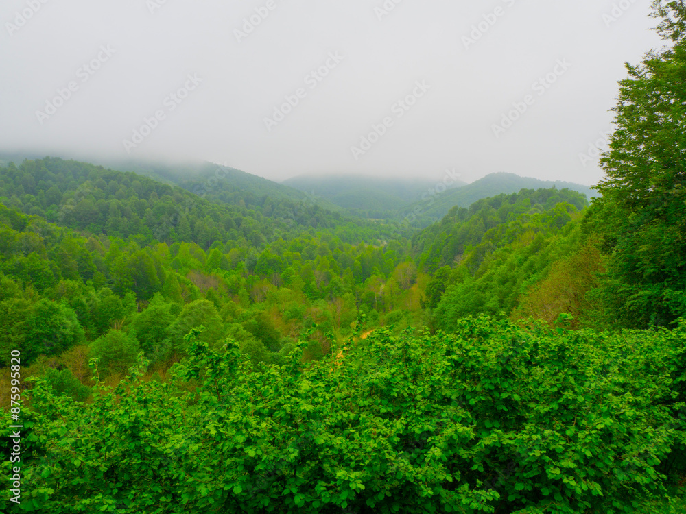 Obraz premium the green forest in spring