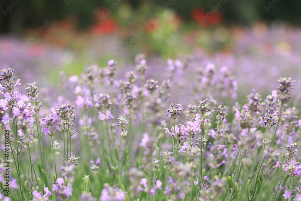 Lavender blossom. Close-up of a lavender flower field, purple flowers for a natural background. Purple lavender field Lavender blossom. Close-up of a lavender flower field, purple flowers for a natural background. Purple lavender field