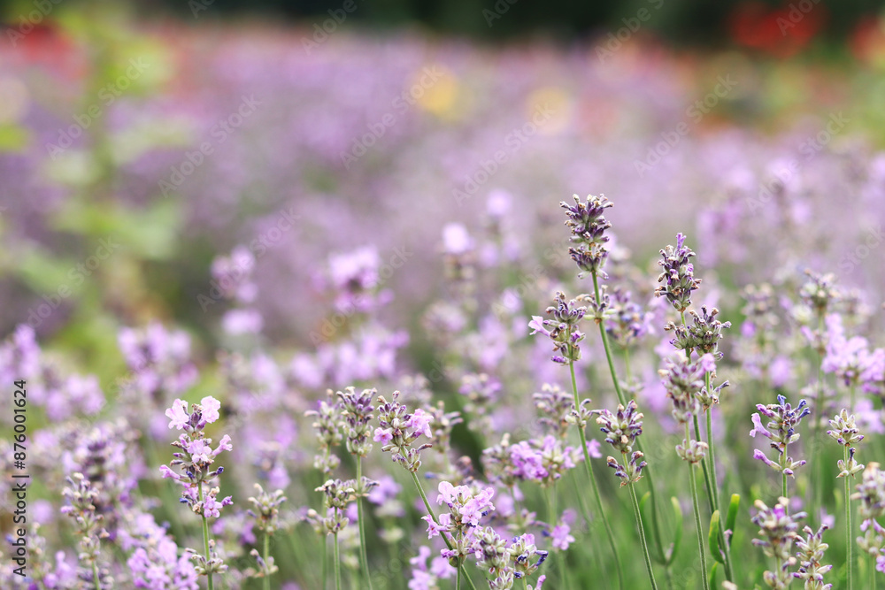 Obraz premium Lavender blossom. Close-up of a lavender flower field, purple flowers for a natural background. Purple lavender field