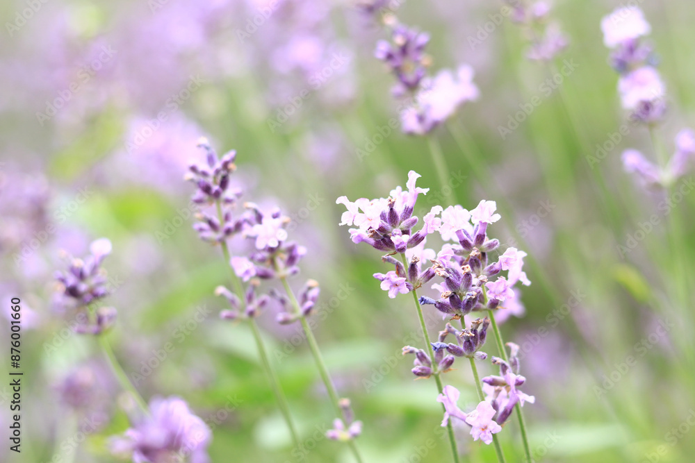 Lavender blossom. Close-up of a lavender flower field, purple flowers for a natural background. Purple lavender field Lavender blossom. Close-up of a lavender flower field, purple flowers for a natural background. Purple lavender field
