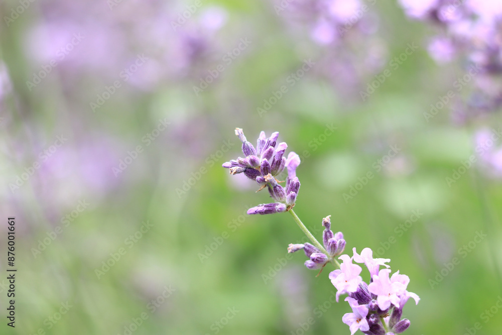Lavender blossom. Close-up of a lavender flower field, purple flowers for a natural background. Purple lavender field Lavender blossom. Close-up of a lavender flower field, purple flowers for a natural background. Purple lavender field